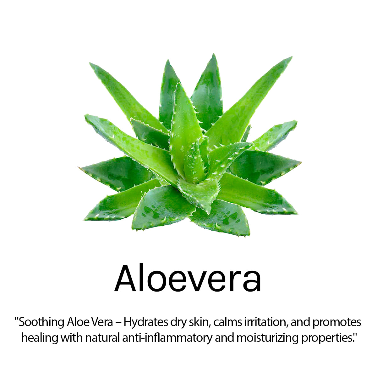 Aloe Vera Body Lotion - Hydrating, Soothing & Non-Sticky