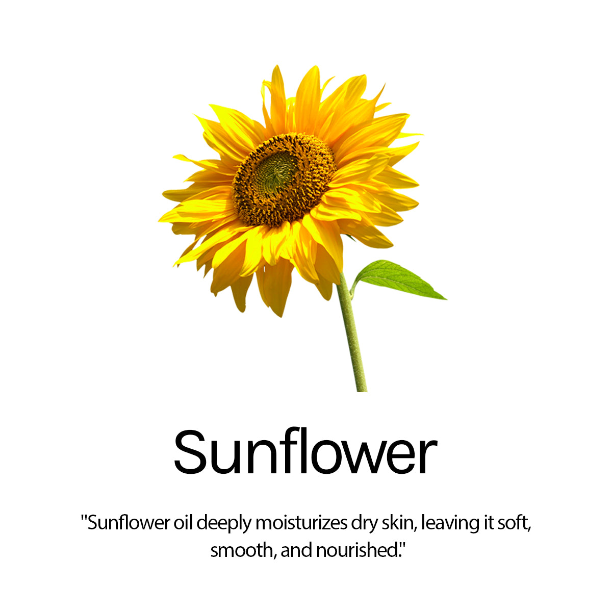 Sun Shield SPF 50 PA+++ With Sunflower Extract, Niacinamide & Allantoine