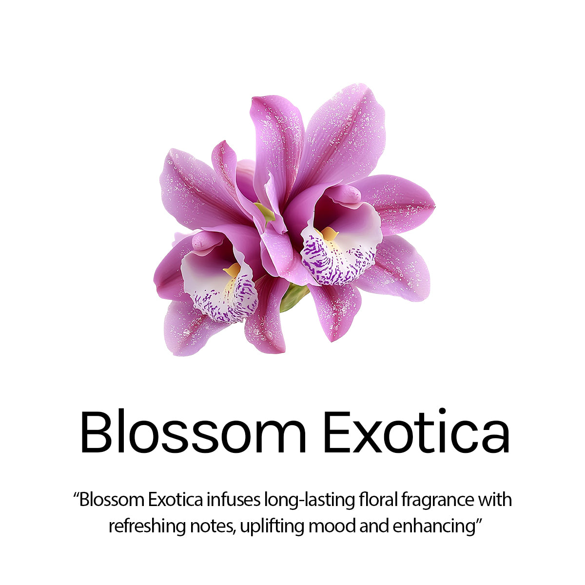 Blossom Exotica Refresh Wipes, 25 Wipes, Pack Of (2)