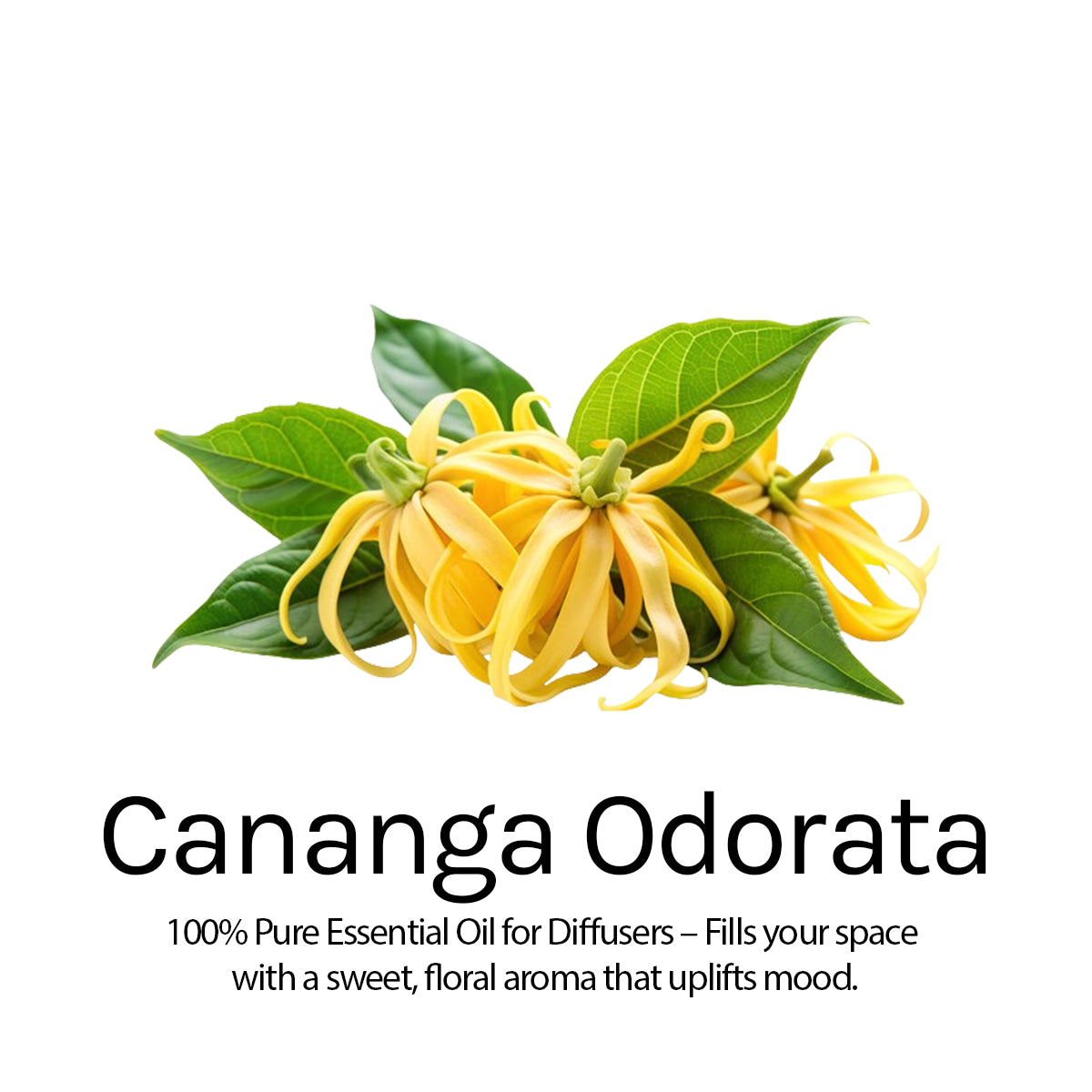 HAIR RE-GROWTH OIL 100ml